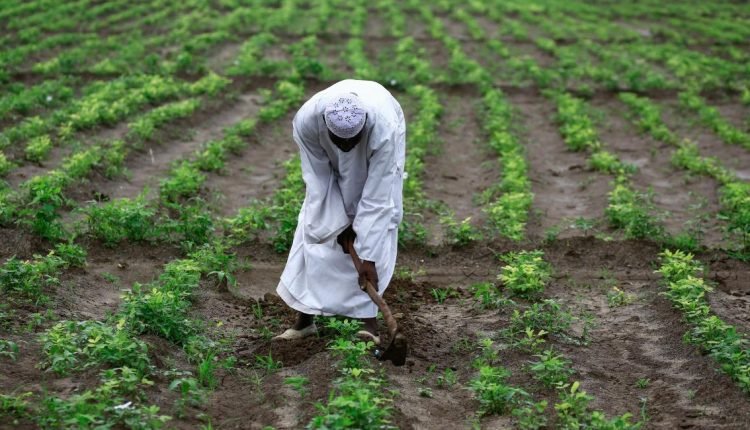 السودان: الإنتاج الزراعي في خطر بسبب تحرير أسعار الوقود