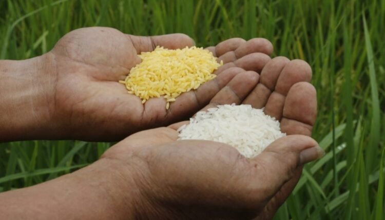 تحذيرات من زراعة هذا النوع من “الأرز”